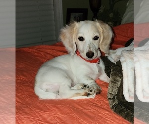 Dachshund Puppy for sale in WHITE OAK, NC, USA
