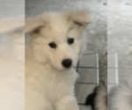 Small Photo #1 Samoyed-Shetland Sheepdog Mix Puppy For Sale in GOSHEN, IN, USA