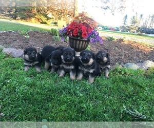 German Shepherd Dog Puppy for sale in CURTISS, WI, USA