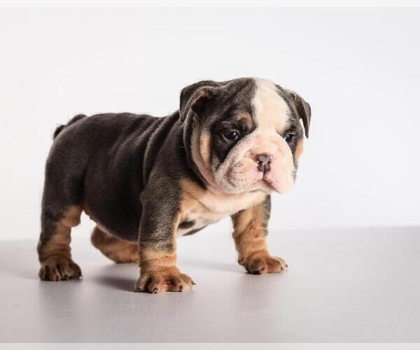 Medium Photo #4 Bulldog Puppy For Sale in BEL TIBURON, CA, USA
