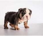Small Photo #4 Bulldog Puppy For Sale in BEL TIBURON, CA, USA