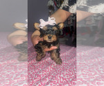 Small #4 Yorkshire Terrier