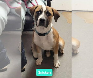 Snickers - Male Boxer-Unknown Mix Dog for Adoption - Photo #4