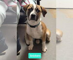 Small Photo #4 Boxer-Unknown Mix Puppy For Sale in Richmond, IN, USA