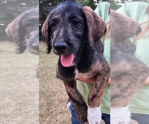 Labradoodle Puppy for sale in KEYSVILLE, GA, USA