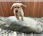 Small Photo #2 Golden Retriever Puppy For Sale in ARLINGTON, WA, USA