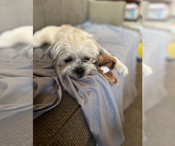Medium Photo #2 Brussels Griffon Puppy For Sale in Menifee, CA, USA