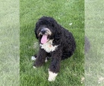 Small Photo #6 Bernedoodle Puppy For Sale in FLORENCE, MT, USA