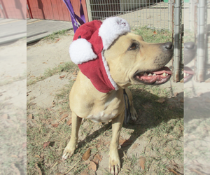 Gilley - Female American Pit Bull Terrier-Labrador Retriever Mix Dog for Adoption - Photo #4
