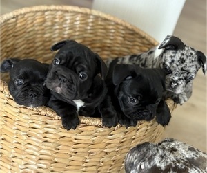 French Bulldog Litter for sale in SARASOTA, FL, USA