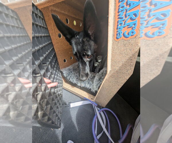 Medium Photo #3 Mutt Puppy For Sale in Imlay City, MI, USA