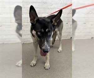 Siberian Husky-Unknown Mix Dogs for adoption in San Bernardino, CA, USA