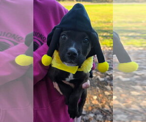 Mutt Dogs for adoption in Clarkston, MI, USA