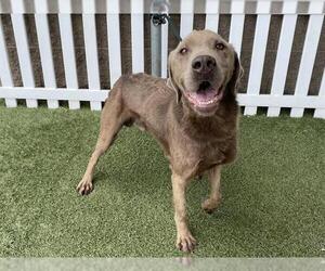 Labrador Retriever-Unknown Mix Dogs for adoption in Modesto, CA, USA