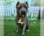 Small #1 Mastiff