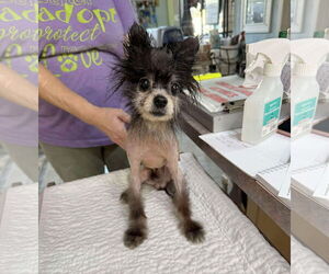 Pomeranian Dogs for adoption in Benton, LA, USA