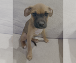 Small #1 Boxer Mix