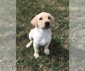 Labrador Retriever Puppy for sale in SACRED HEART, MN, USA
