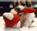 Puppy GUS Havashu