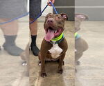 Small #1 American Pit Bull Terrier