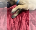 Small Photo #104 Belgian Malinois Puppy For Sale in REESEVILLE, WI, USA