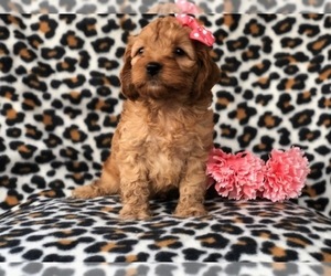 Cock-A-Poo Puppy for sale in LAKELAND, FL, USA
