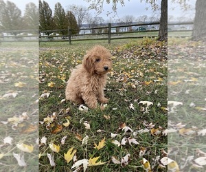 Poodle (Miniature) Puppy for sale in CANOGA, NY, USA