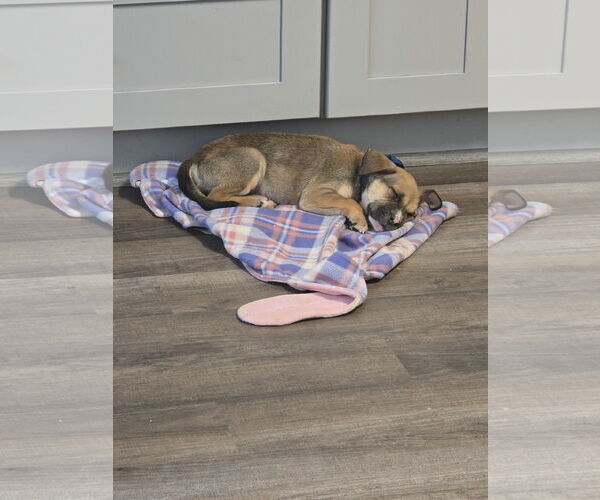 Medium Photo #7 Boxer-Unknown Mix Puppy For Sale in The Woodlands, TX, USA