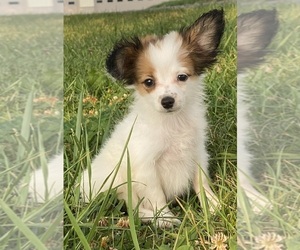Papillon Puppy for sale in CANOGA, NY, USA