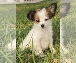 Small Papillon