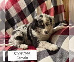 Puppy CHRISTMAS Australian Shepherd