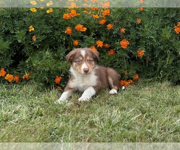 Medium Photo #6 Border Collie-Bordoodle Mix Puppy For Sale in AMES, IA, USA