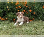 Small #5 Border Collie-Bordoodle Mix