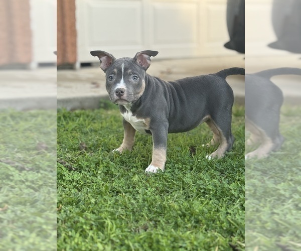 Medium Photo #6 American Bully Puppy For Sale in BAKERSFIELD, CA, USA