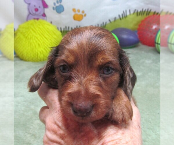 Medium Photo #6 Dachshund Puppy For Sale in RATTAN, OK, USA