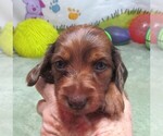 Small #5 Dachshund