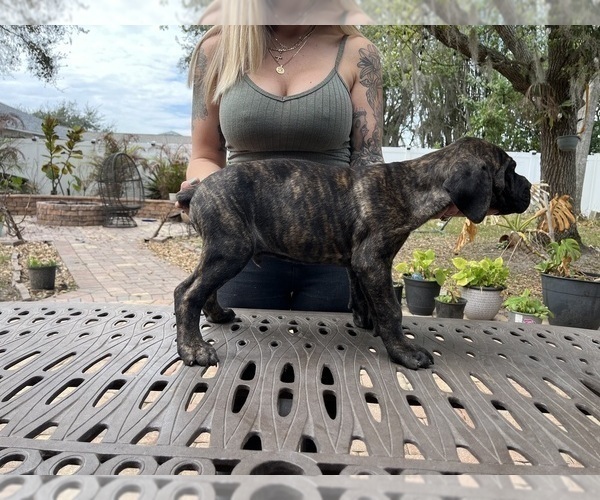 Medium Photo #31 Cane Corso Puppy For Sale in LAND O LAKES, FL, USA