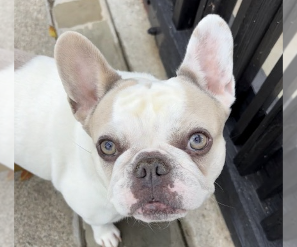 Medium Photo #1 French Bulldog Puppy For Sale in San Ramon, CA, USA