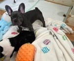 Puppy 6 French Bulldog