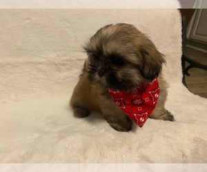 Shih Tzu Puppy for sale in HELENDALE, CA, USA