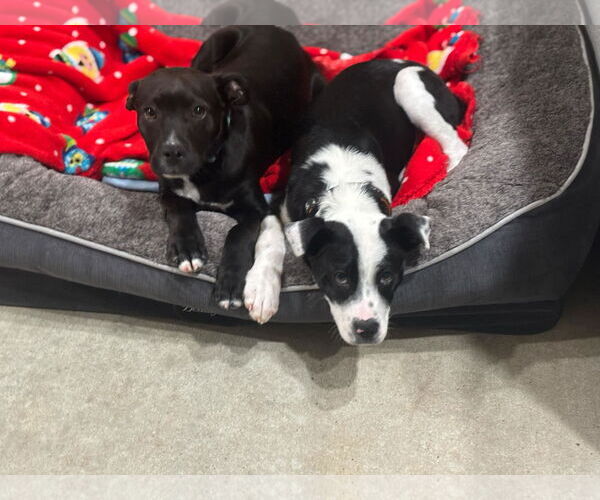 Medium Photo #6 Mutt Puppy For Sale in Shreveport, LA, USA