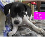 Small #3 Rat Terrier Mix
