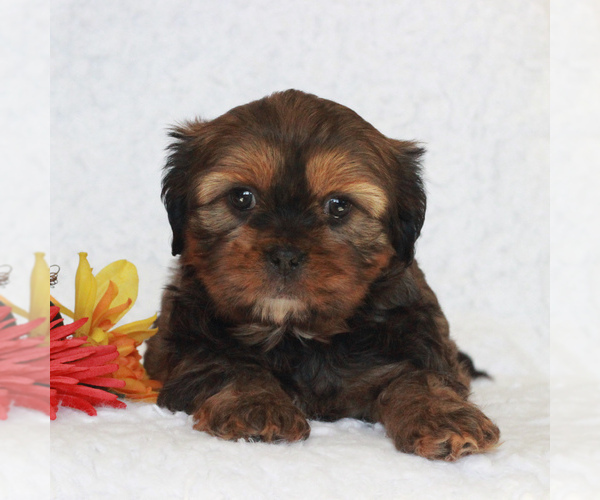 Medium Photo #3 Cavapoo Puppy For Sale in NARVON, PA, USA