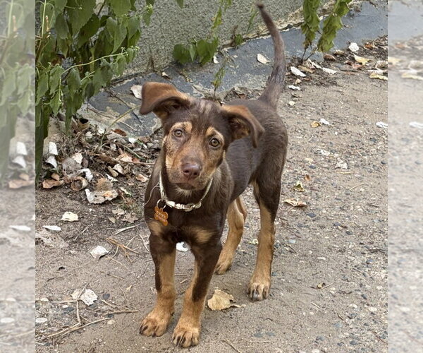 Medium Photo #3 German Shepherd Dog-Unknown Mix Puppy For Sale in Minneapolis, MN, USA