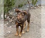 Small #2 German Shepherd Dog Mix