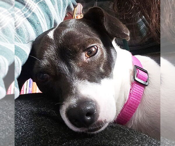 Medium Photo #1 Rat Terrier Puppy For Sale in Atlanta, GA, USA