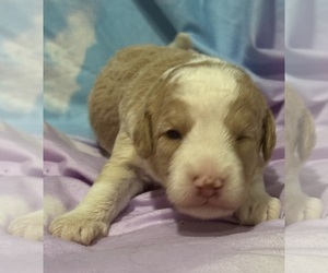 Miniature Bernedoodle Puppy for sale in LONGMONT, CO, USA