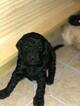 Small Photo #15 Goldendoodle Puppy For Sale in FREDERICKSBURG, VA, USA