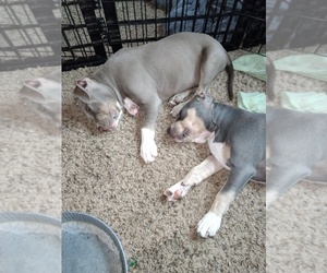 American Bully Puppy for sale in EDON, OH, USA
