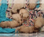 Small Photo #1 Golden Retriever Puppy For Sale in TOPEKA, KS, USA